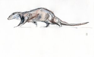 Nutria corriendo, 2022 (acuarela/crayón sobre papel)