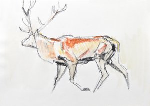 Red Deer Stag, 2020 (acuarela sobre papel) de David Mayer