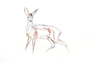 Corzo joven, 2021 (crayón sobre papel) de David Mayer