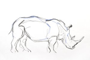 White Rhino, 2021 (crayón y acuarela sobre papel)