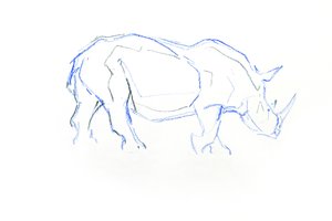 Rinoceronte blanco, 2020 (lápiz sobre papel) de David Mayer