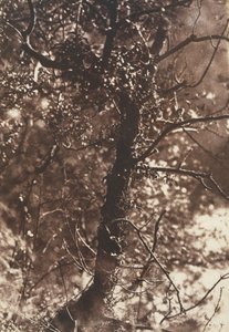 El árbol de las hadas en Colinton, 1846