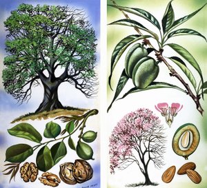 Todo tipo de frutos secos: Nueces y Almendras
