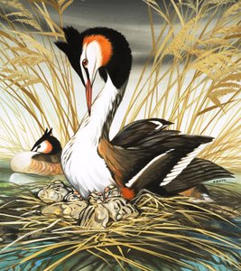 Somormujo lavanco, ilustración de "Érase una vez" (gouache sobre papel)