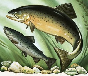 El viaje del salmón de David Pratt