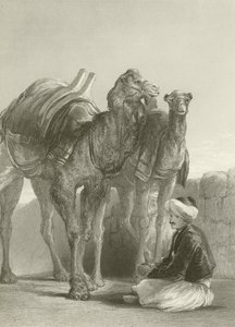 Un grupo de camellos en Esmirna