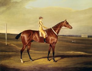 El Honorable Robert Grosvenors Tawpy de David of York Dalby