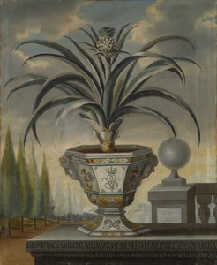 Planta de Piña, 1729 de David von Coln