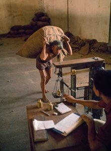 Un jornalero transporta un saco de astillas de coco para alimentar al ganado. Banjuwangi, Este...