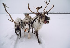 Un reno tira de un jefe saami, o lapón, en trineo por la nieve. Cerca de Lovozero, Rusia...