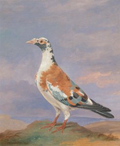 Estudios sobre la paloma mensajera