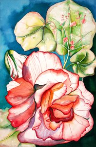 Begonia; 2006 (acuarela) de Deborah Eve Alastra