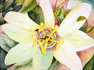 Pasiflora, 2007 (acuarela) de Deborah Eve Alastra