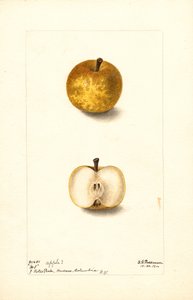 Manzanas (Malus domestica: No.1) (acuarela) de Deborah Griscom Passmore
