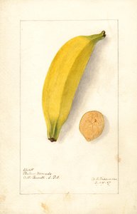 Bananas ( Musa: Platano Morado) (watercolor)