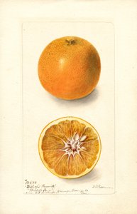 Naranjas (Citrus sinensis: Bishops Favorite) (acuarela) de Deborah Griscom Passmore