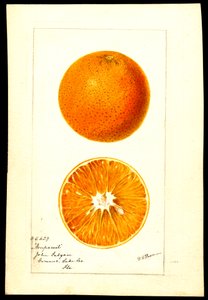 Naranjas. Citrus sinensis: Nonpareil (acuarela sobre papel)