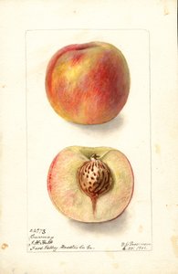 Melocotones (Prunus persica: Carmen) (acuarela) de Deborah Griscom Passmore