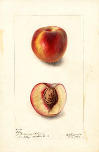 Melocotones (Prunus persica: Hiley) (acuarela) de Deborah Griscom Passmore
