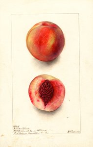 Melocotones (Prunus persica: Johnsons Early) (acuarela) de Deborah Griscom Passmore