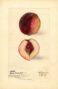 Nectarina melocotón (Prunus persica) (acuarela) de Deborah Griscom Passmore