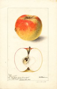 Manzanas Tecumseh ( Malus domestica) (acuarela) de Deborah Griscom Passmore