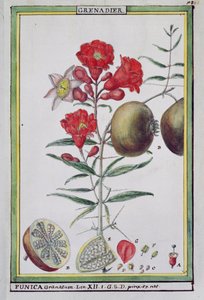 Árbol de granada, de Florindie ou Historie physico-economique des vegetaux de la Torride, 1789 de Delahaye