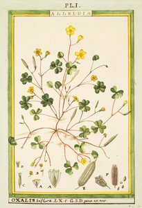 Vinagrillo de Bermudas (Oxalis biflora o pes-caprae) de Delahaye Delahaye