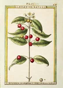 Cerezo de cepillo (Eugenia pseudo-pridium)