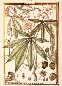 Yuca (Jatropha manihot), por Delahaye, acuarela de Delahaye Delahaye