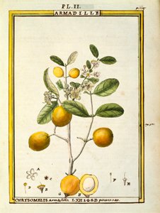 Chrysomelis Armadilla de Delahaye Delahaye
