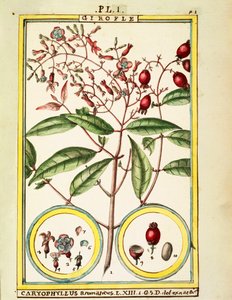 Clavo (Caryophyllus Aromaticus) de Delahaye Delahaye