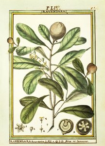 Cryptocarya Aromatica de Delahaye Delahaye