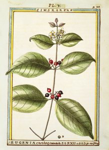 Eugenia Carthaginensis de Delahaye Delahaye