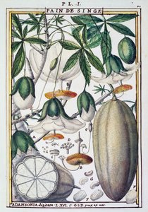 Frutas y flores del árbol de baobab (Adansonia digitata), de Florindie ou Historie physico-economique des Vegetaux de la Torride
