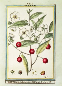 Cereza jamaicana (Muntingia calabura)