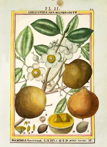 Manzana de mammee (Mammea americana)
