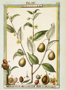 Nuez moscada (Myristica fragrans u officinalis)