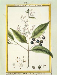 Laurel rojo (Laurus borbonia o Persea carolinensis), acuarela por Delahaye de Delahaye Delahaye