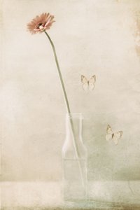  de Delphine Devos