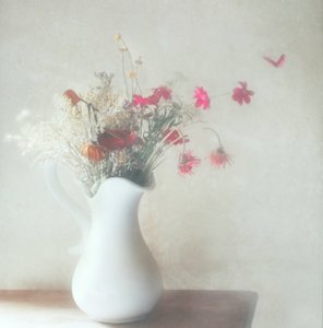  de Delphine Devos