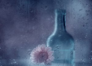 Gerbera de lluvia de ensueño