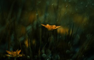 Flores amarillas de ensueño