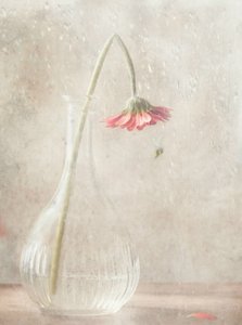  de Delphine Devos