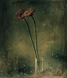 Gerberas para un día lluvioso