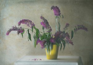  de Delphine Devos