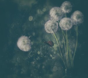  de Delphine Devos
