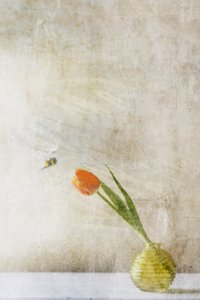  de Delphine Devos
