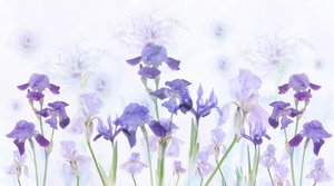 Lirios lavanda de ensueño de Denis O Reilly