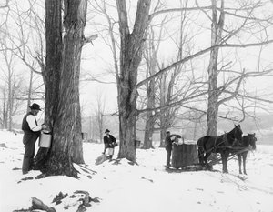 Recolección de savia en un campamento de azúcar de arce en Vermont de Detroit Publishing Co.